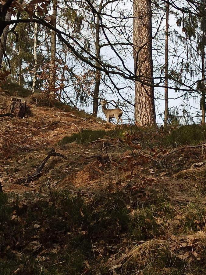Chaty V Ceskem Raji U Prachovskych Skal - Mala Chata Pro 4 - Velka Chata Pro Az 7 Osob - Ubytovani V Soukromi Jičín Zewnętrze zdjęcie